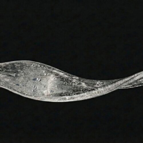 CHARME-O TRANSPARENT DEW - WHITE RINGS